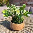 Hellebore Plant in Decorative Pot by Shades 4 Seasons Shades 4 Seasons