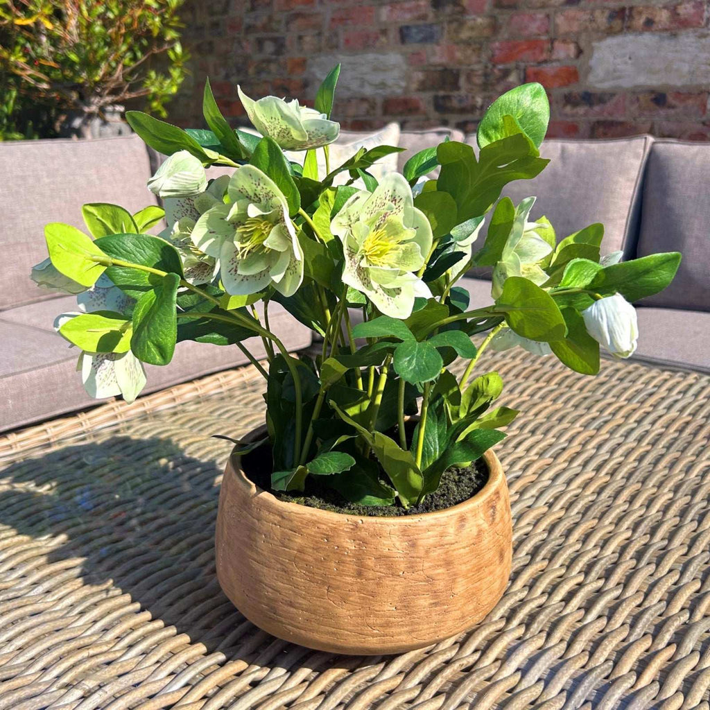 Hellebore Plant in Decorative Pot by Shades 4 Seasons Shades 4 Seasons