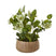 Hellebore Plant in Decorative Pot by Shades 4 Seasons GREEN PLASTIC Shades 4 Seasons