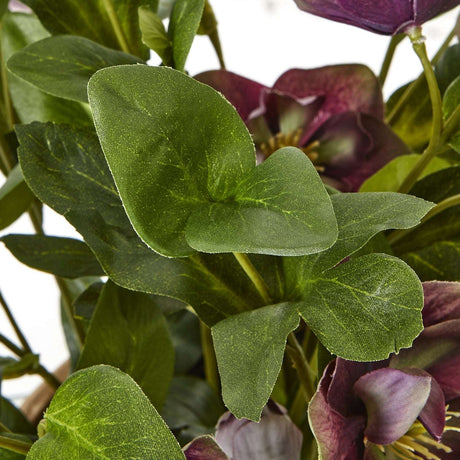 Deep Plum Hellebore Plant In Taupe Pot Shades 4 Seasons