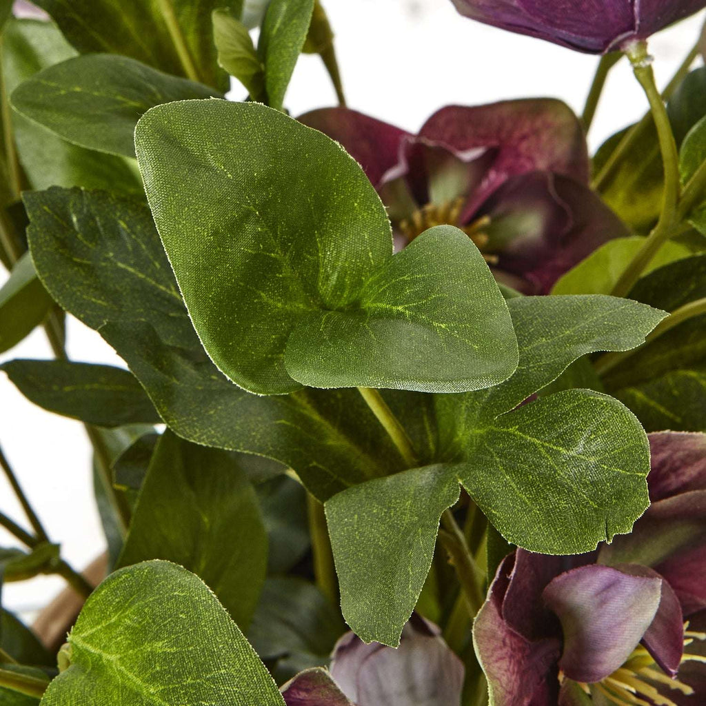 Deep Plum Hellebore Plant In Taupe Pot Shades 4 Seasons