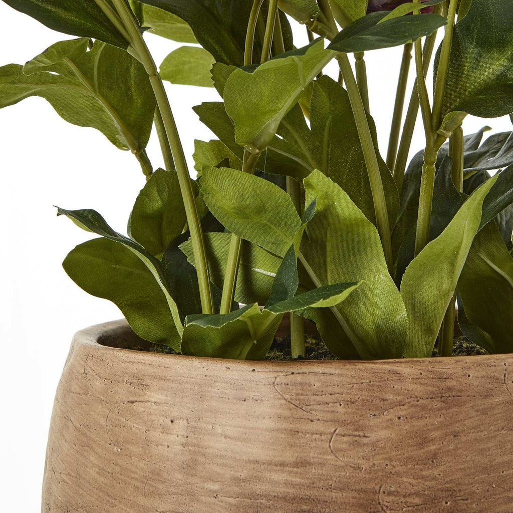 Deep Plum Hellebore Plant In Taupe Pot Shades 4 Seasons