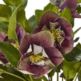 Deep Plum Hellebore Plant In Taupe Pot Shades 4 Seasons