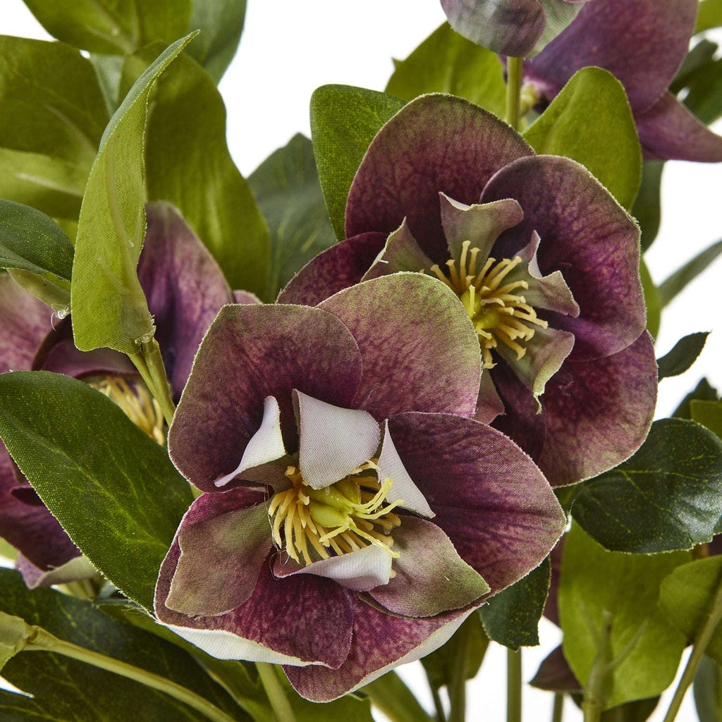 Deep Plum Hellebore Plant In Taupe Pot Shades 4 Seasons