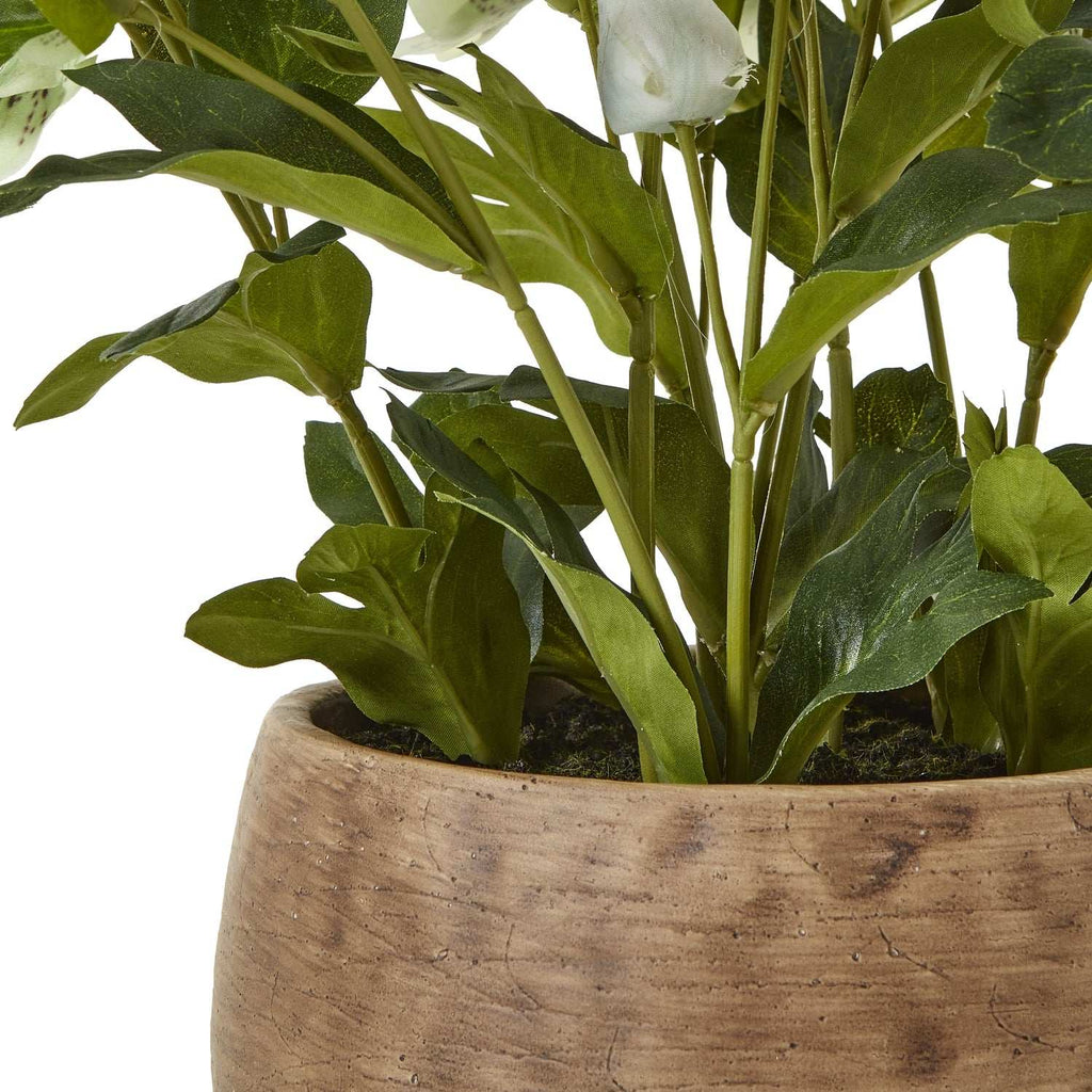 Hellebore Plant in Decorative Pot by Shades 4 Seasons Shades 4 Seasons