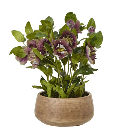 Deep Plum Hellebore Plant In Taupe Pot PLASTIC Shades 4 Seasons