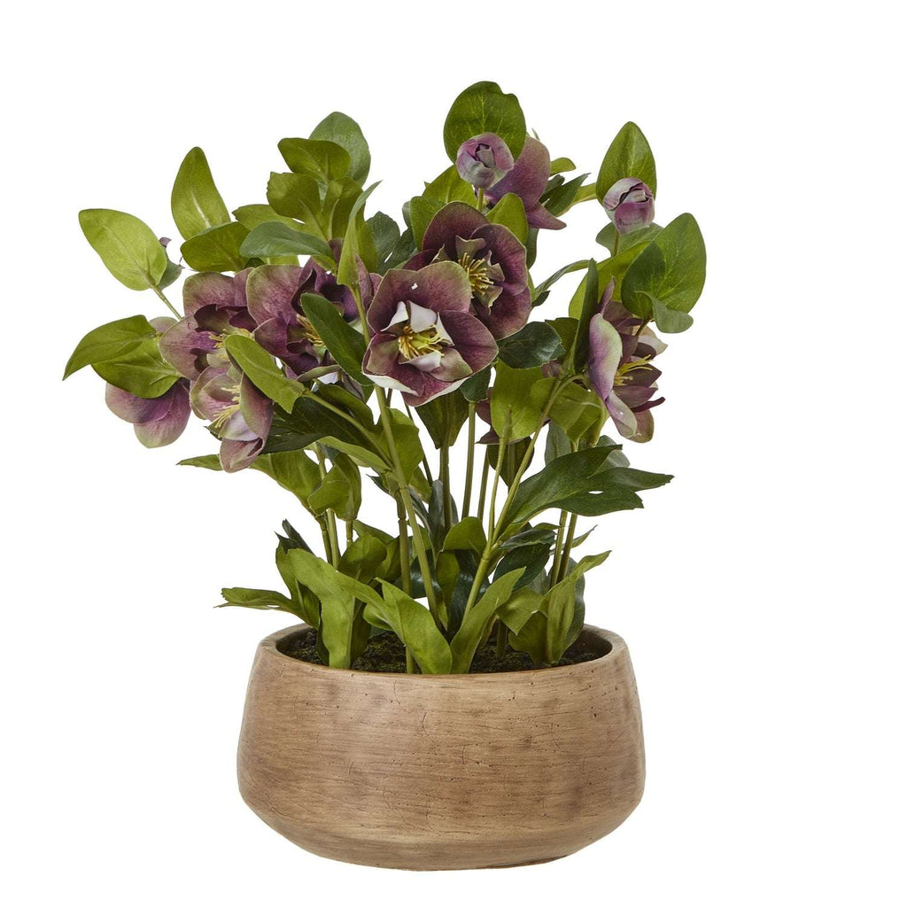 Deep Plum Hellebore Plant In Taupe Pot PLASTIC Shades 4 Seasons