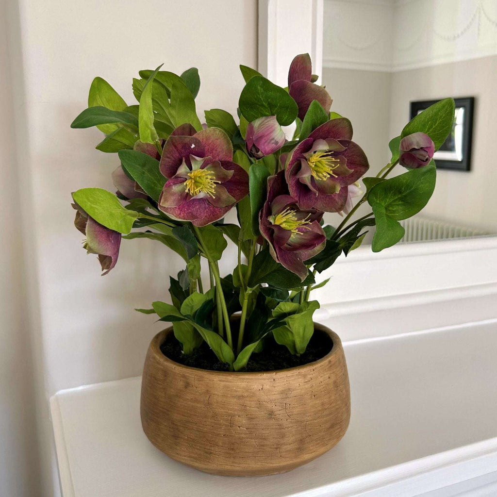 Deep Plum Hellebore Plant In Taupe Pot Shades 4 Seasons