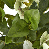 Hellebore Plant in Decorative Pot by Shades 4 Seasons Shades 4 Seasons