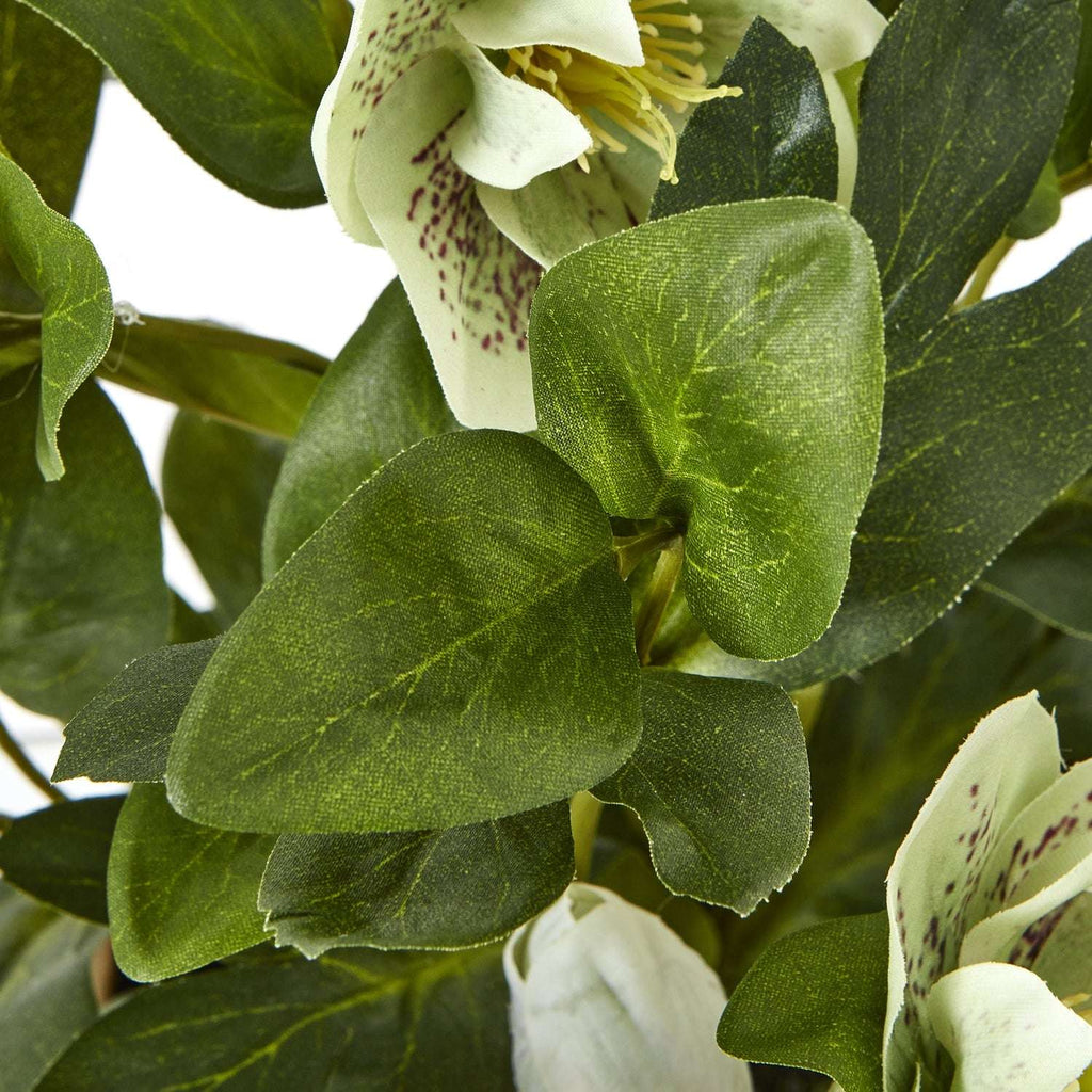 Hellebore Plant in Decorative Pot by Shades 4 Seasons Shades 4 Seasons