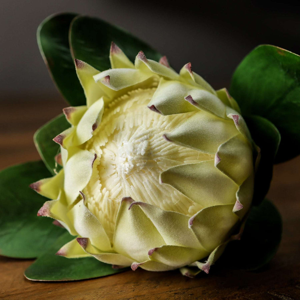 Shades 4 Seasons White Protea Single Stem Realistic Shades 4 Seasons