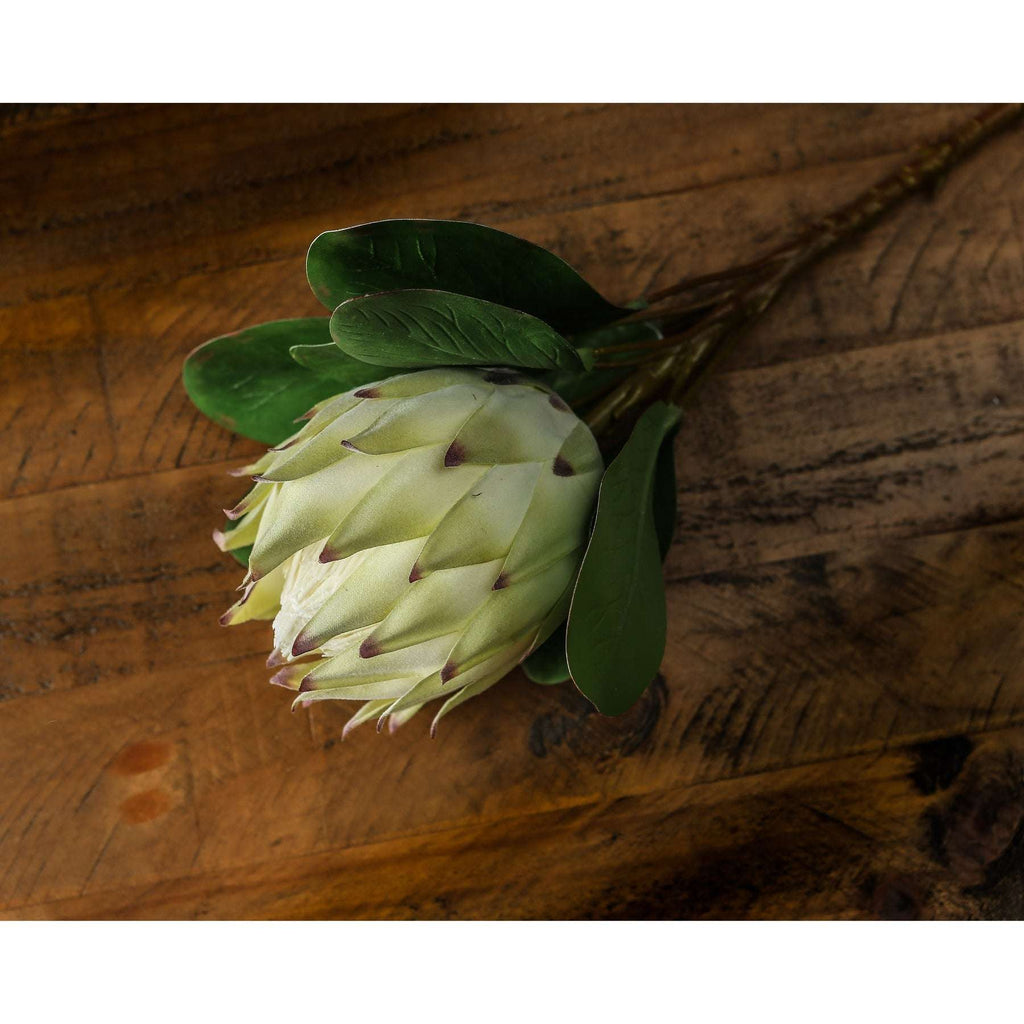 Shades 4 Seasons White Protea Single Stem Realistic Shades 4 Seasons