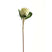 Shades 4 Seasons White Protea Single Stem Realistic WHITE PLASTIC Shades 4 Seasons