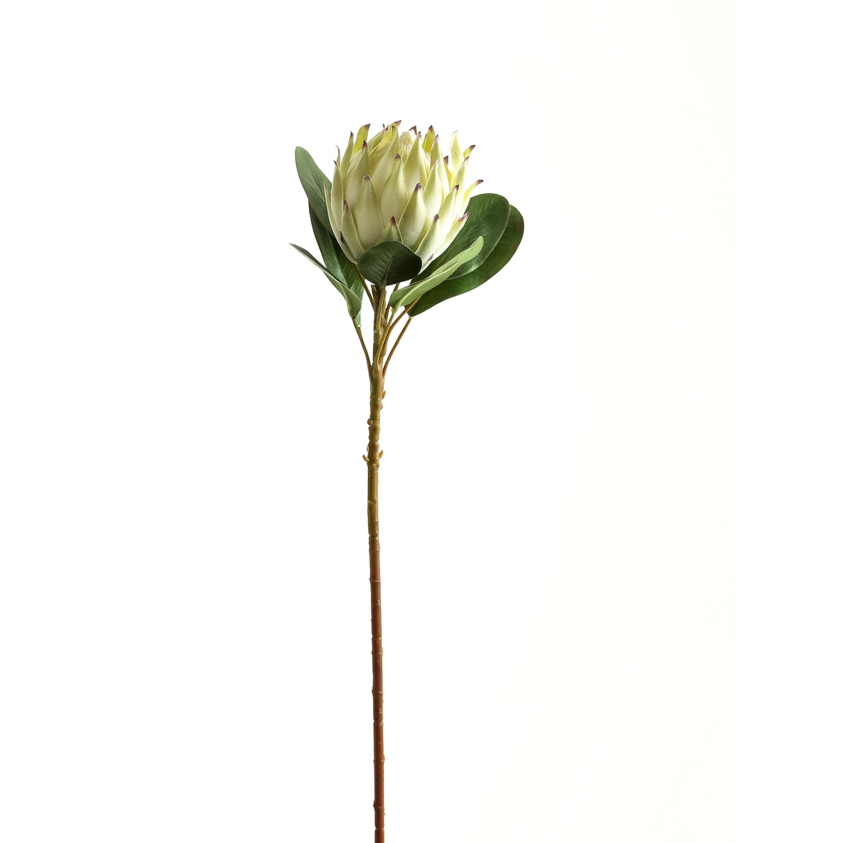 Shades 4 Seasons White Protea Single Stem Realistic WHITE PLASTIC Shades 4 Seasons