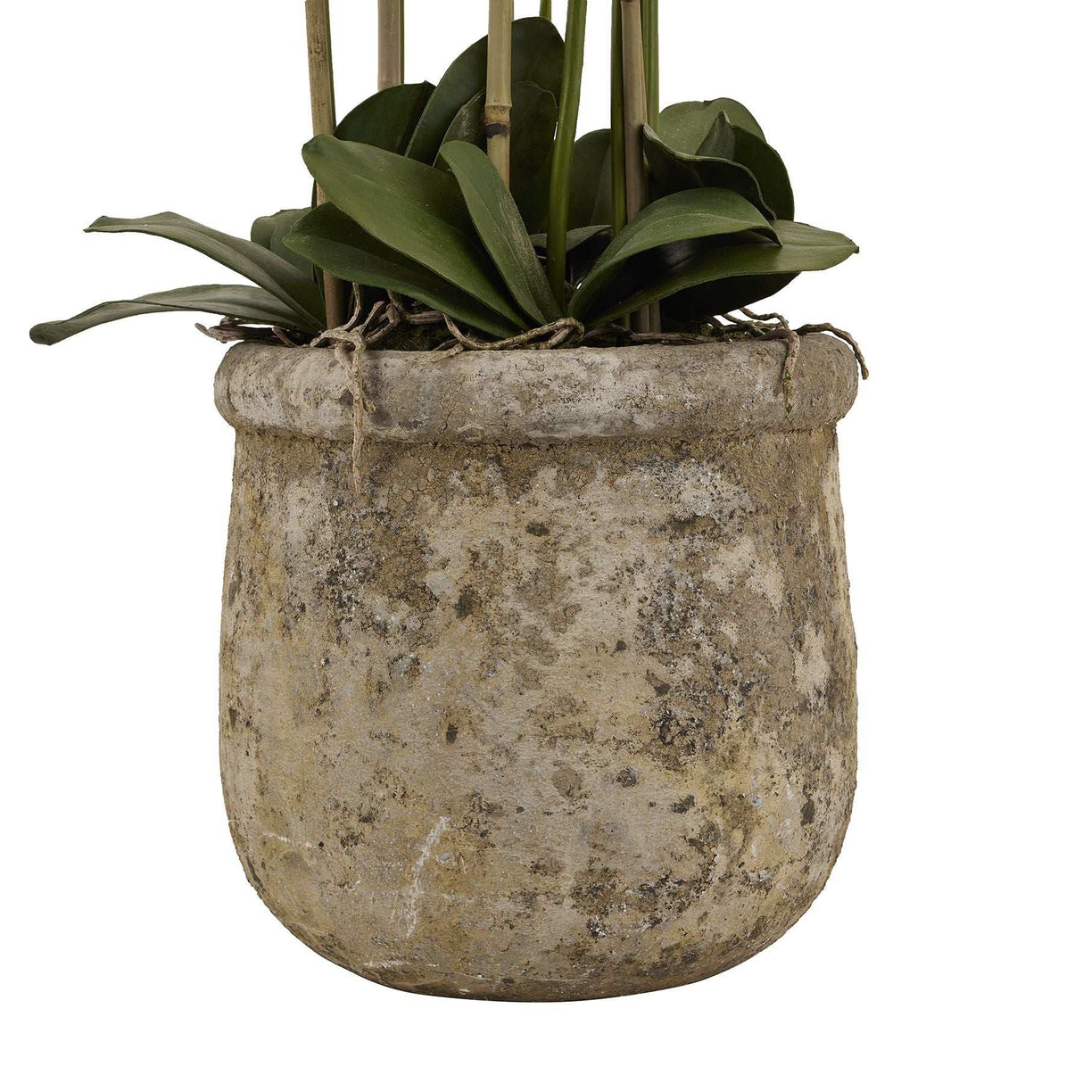 Large White Orchid In Antique Stone Pot Shades 4 Seasons