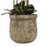 Large White Orchid In Antique Stone Pot Shades 4 Seasons