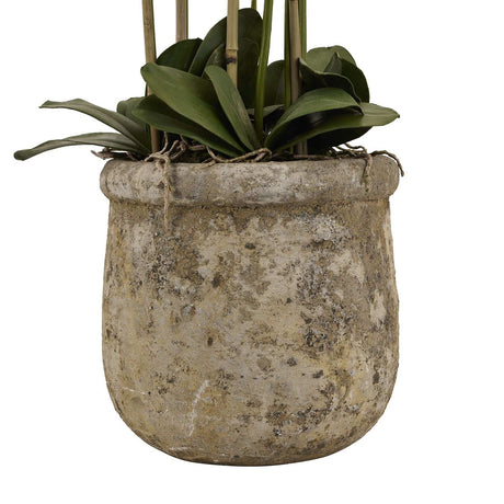 Large White Orchid In Antique Stone Pot Shades 4 Seasons