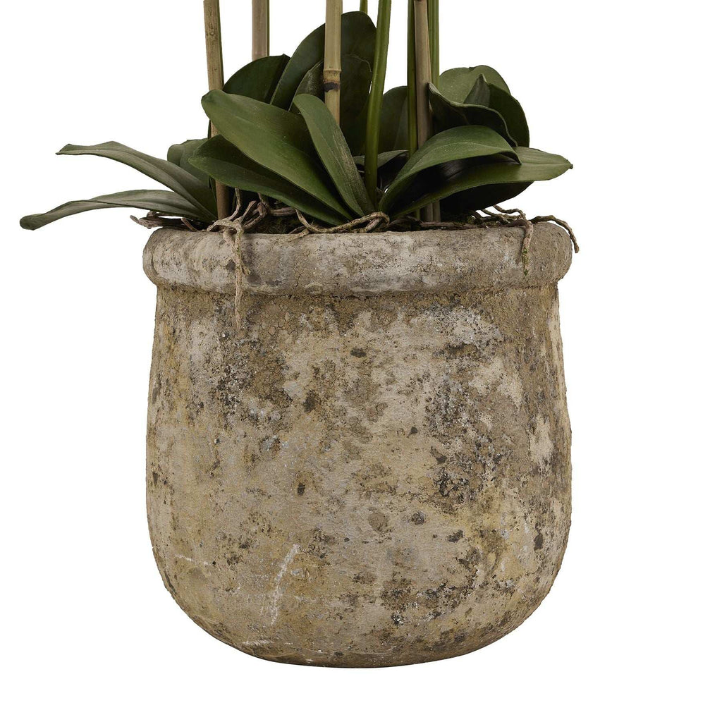 Large White Orchid In Antique Stone Pot Shades 4 Seasons