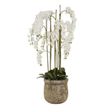 Large White Orchid In Antique Stone Pot WHITE PLASTIC Shades 4 Seasons