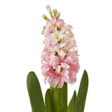 Shades 4 Seasons Pink Hyacinth Stem for Stylish Decor Shades 4 Seasons