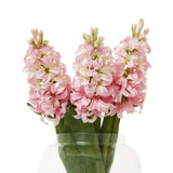 Shades 4 Seasons Pink Hyacinth Stem for Stylish Decor Shades 4 Seasons