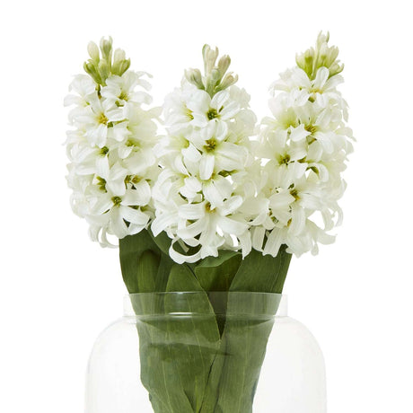 Shades 4 Seasons White Hyacinth Stem - Artificial Flower Shades 4 Seasons