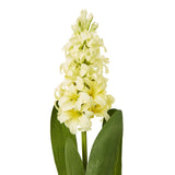 Shades 4 Seasons Yellow Hyacinth Stem - Elegant Home Decor Shades 4 Seasons