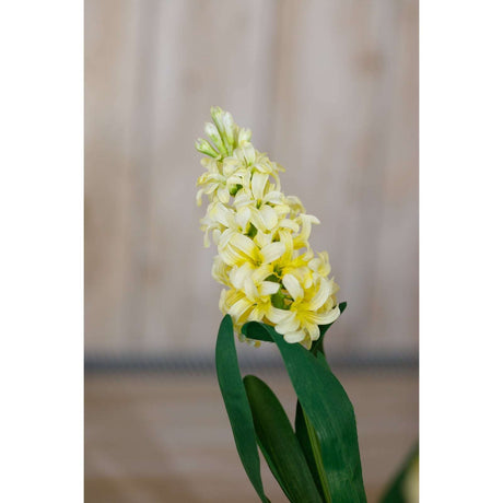 Shades 4 Seasons Yellow Hyacinth Stem - Elegant Home Decor Shades 4 Seasons