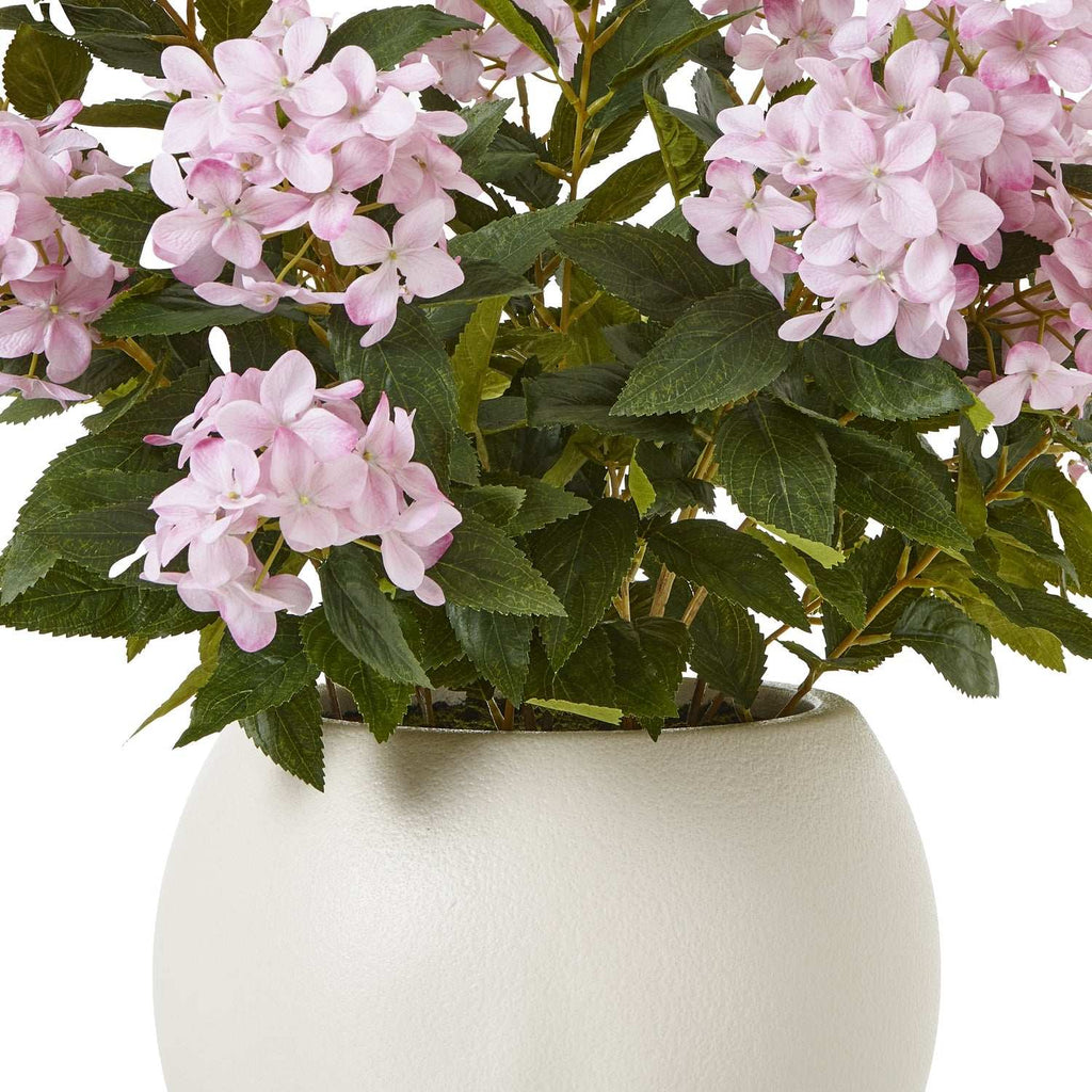 Shades 4 Seasons Hydrangea Plant for Home Decor Shades 4 Seasons