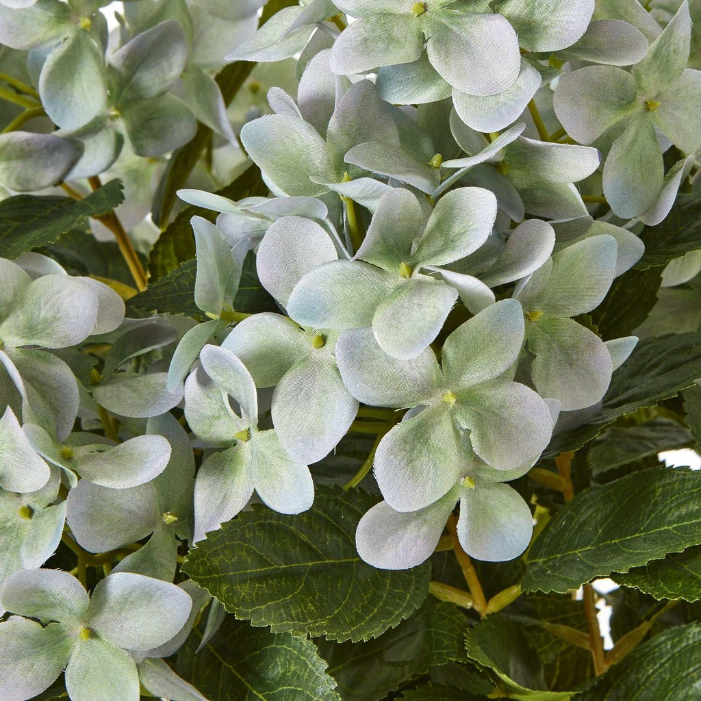 Medium Green Hydrangea Plant In Pot Shades 4 Seasons