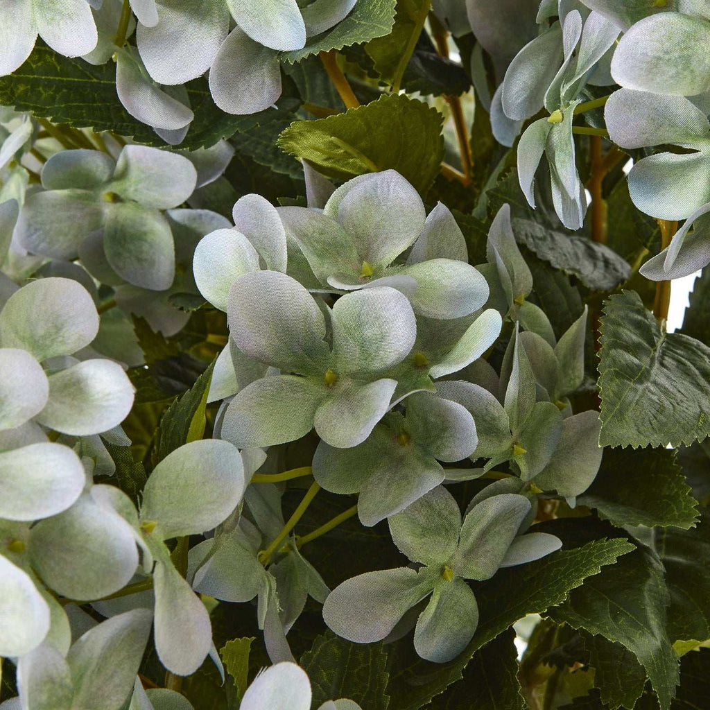 Shades 4 Seasons Hydrangea Plant for Stylish Decor Shades 4 Seasons