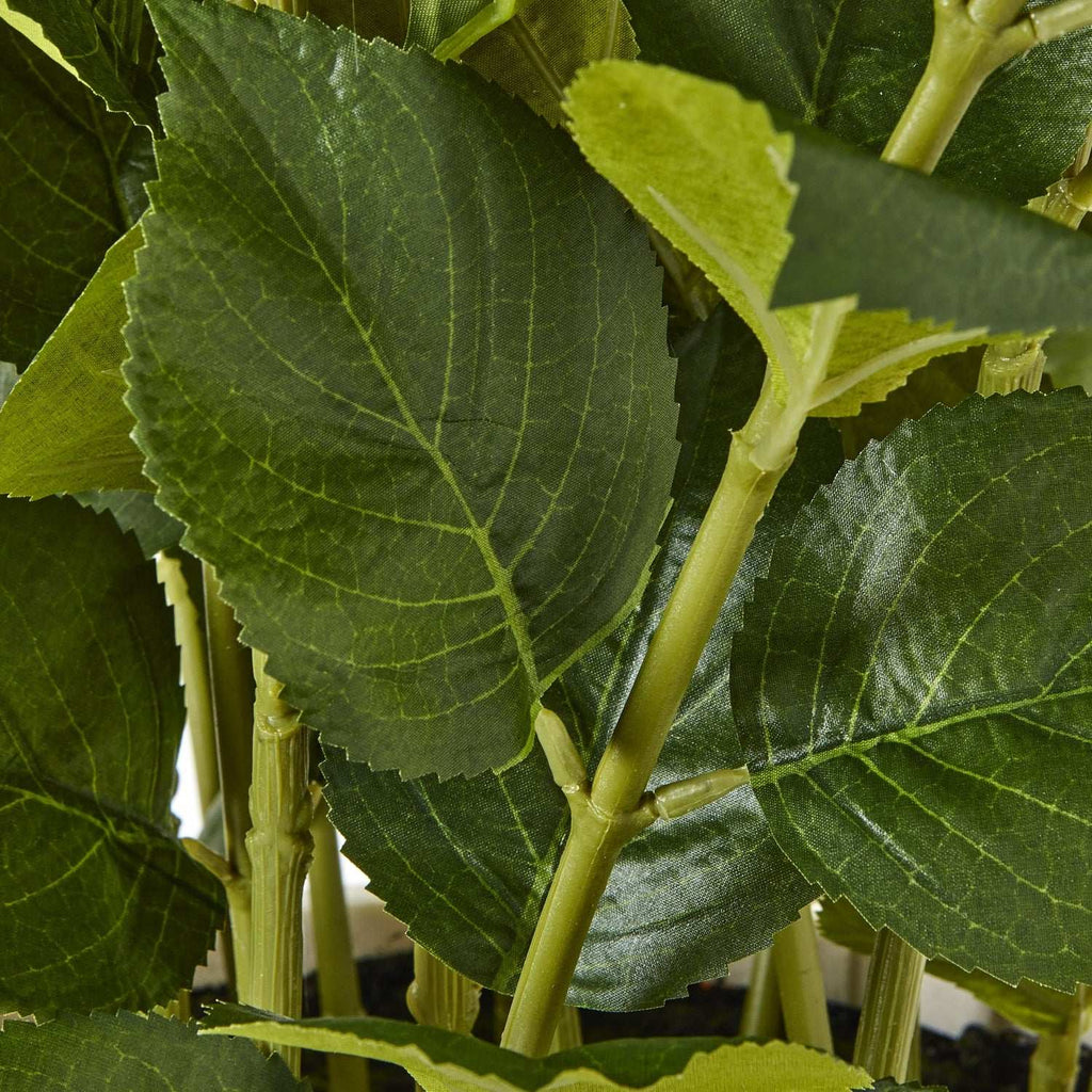 Shades 4 Seasons Hydrangea Plant for Stylish Decor Shades 4 Seasons