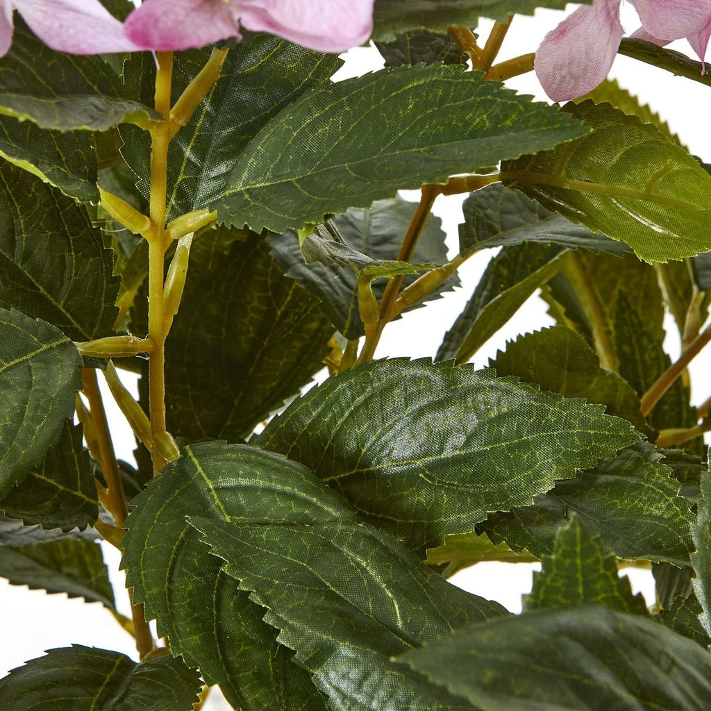 Shades 4 Seasons Hydrangea Plant for Home Decor Shades 4 Seasons