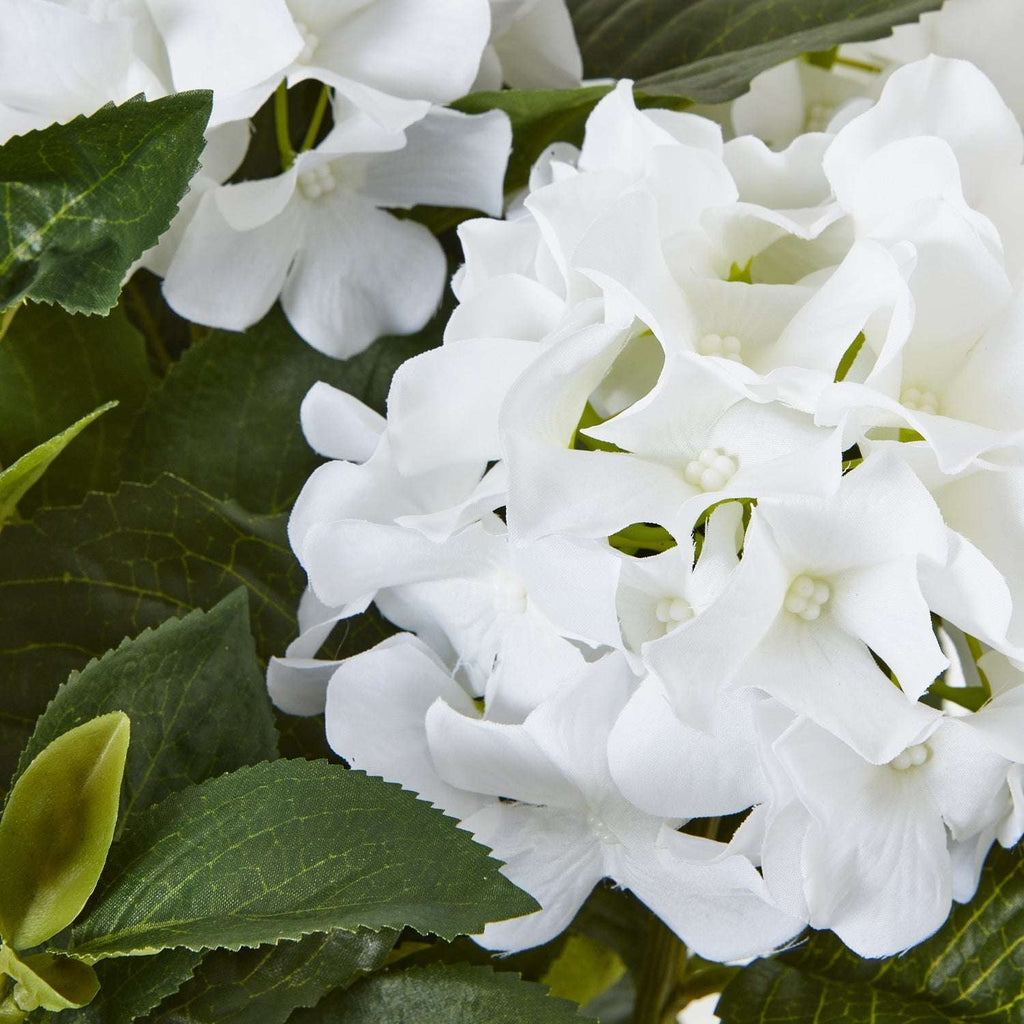Medium White Hydrangea Plant In Pot Shades 4 Seasons