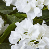 Shades 4 Seasons Hydrangea Plant for Stylish Decor Shades 4 Seasons