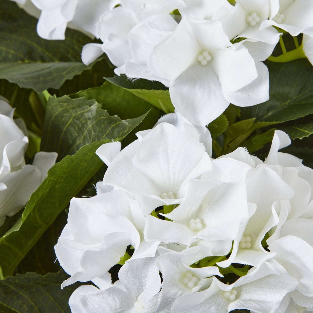 Shades 4 Seasons Hydrangea Plant for Stylish Decor Shades 4 Seasons
