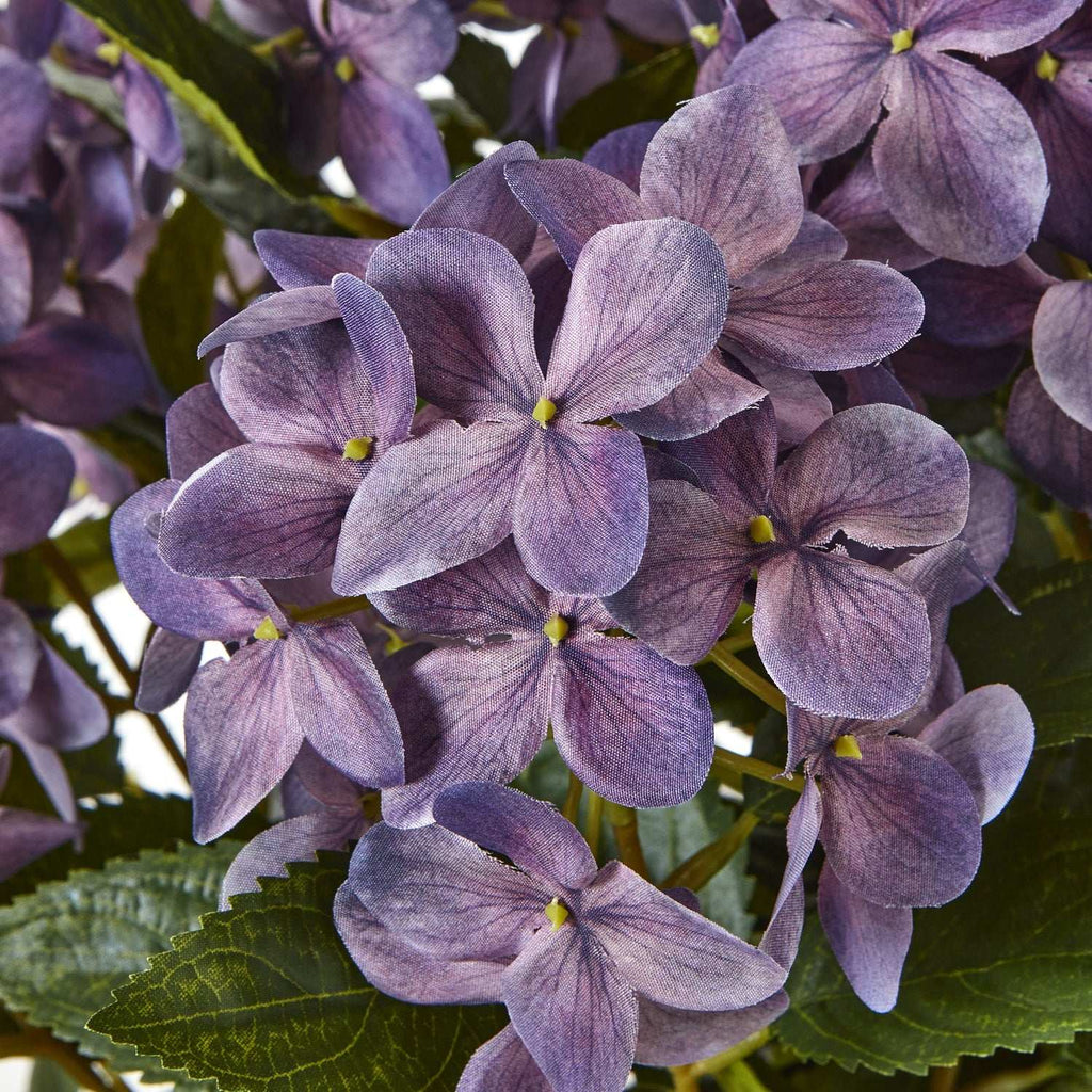 Medium Purple Hydrangea Plant In Pot Shades 4 Seasons