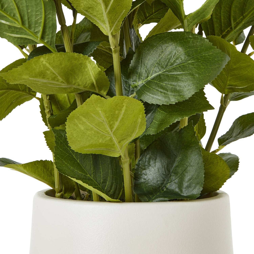 Medium White Hydrangea Plant In Pot Shades 4 Seasons