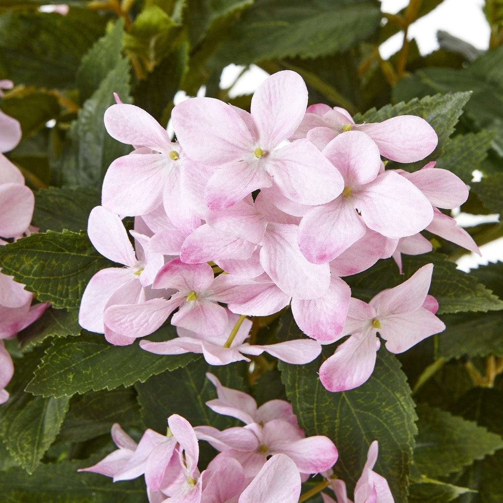 Shades 4 Seasons Hydrangea Plant for Home Decor Shades 4 Seasons