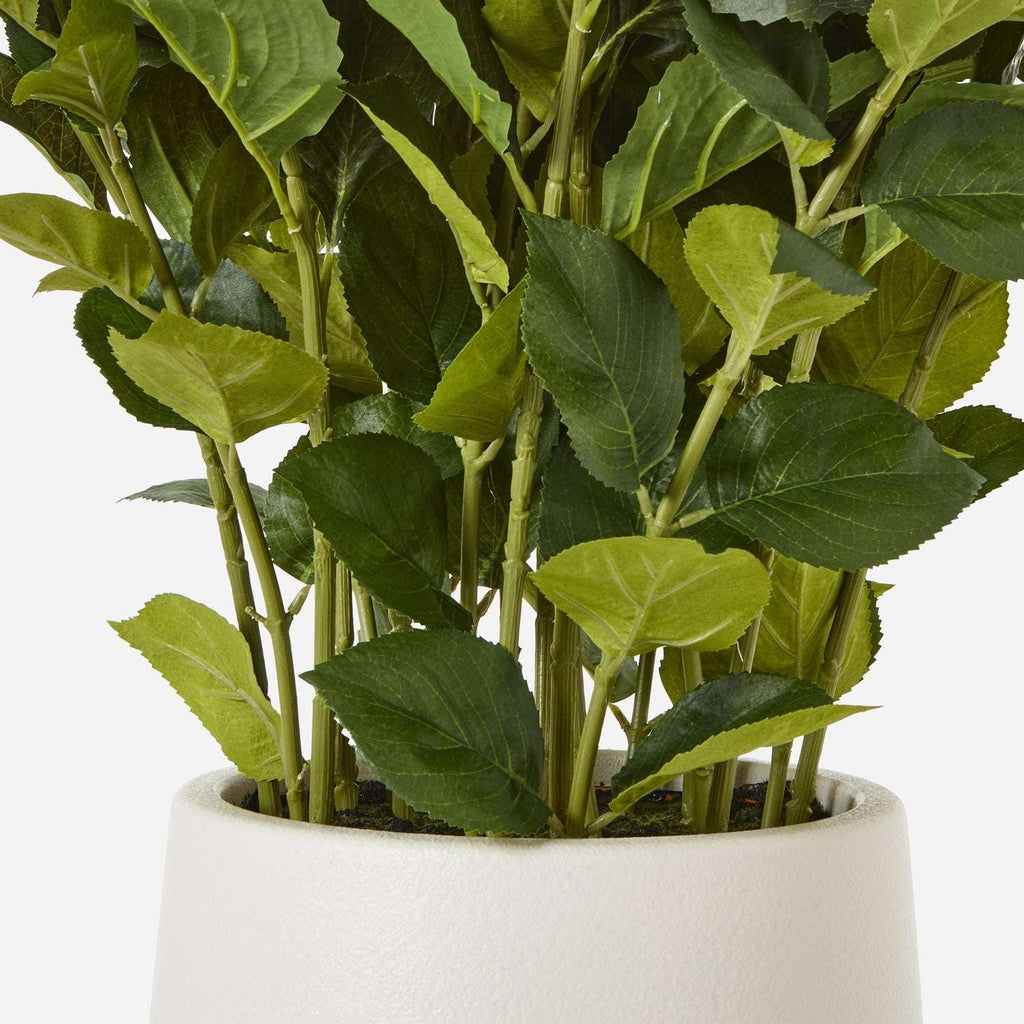 Shades 4 Seasons Hydrangea Plant for Stylish Decor Shades 4 Seasons