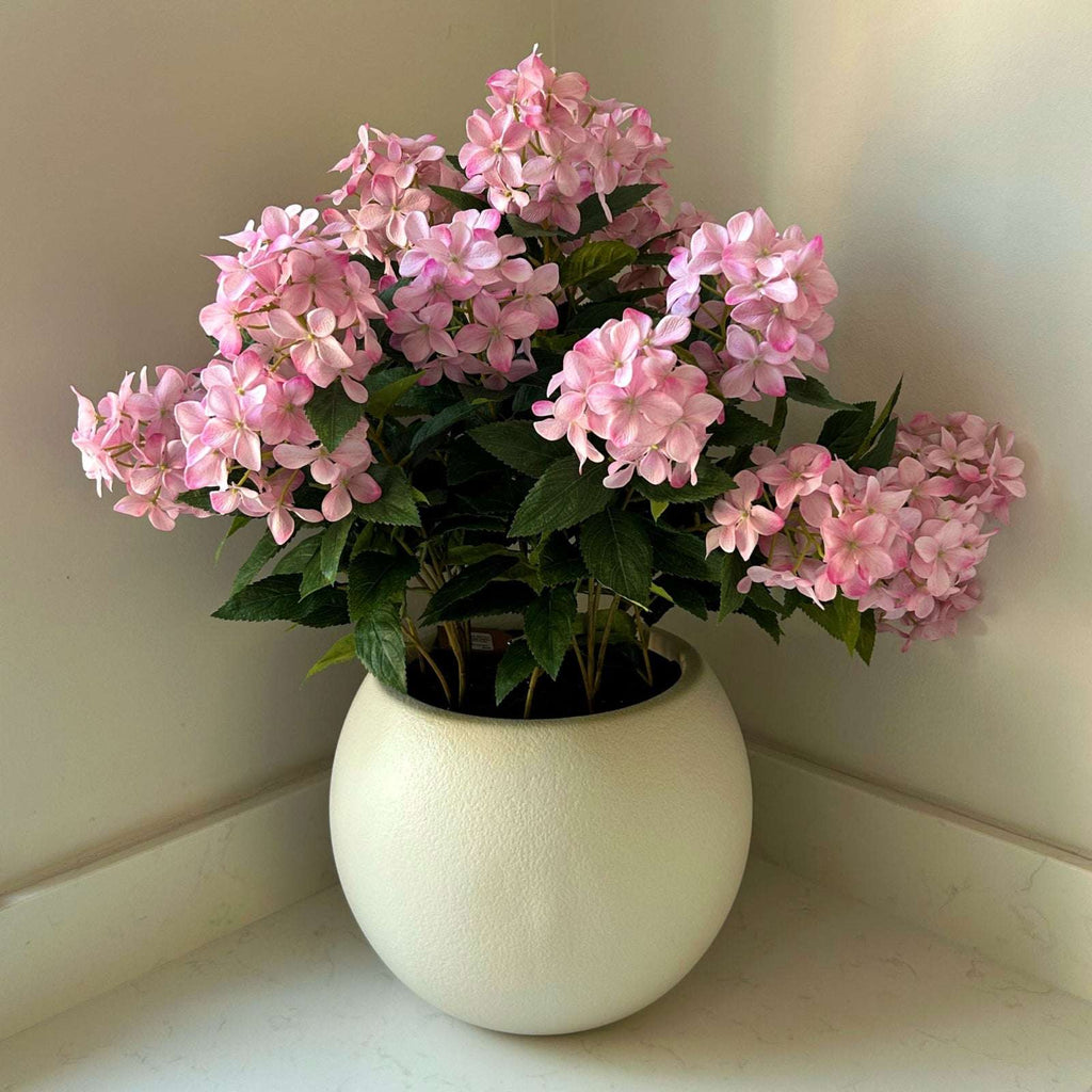 Shades 4 Seasons Hydrangea Plant for Home Decor Shades 4 Seasons