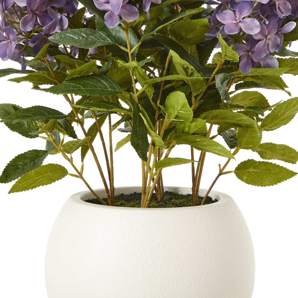 Medium Purple Hydrangea Plant In Pot Shades 4 Seasons