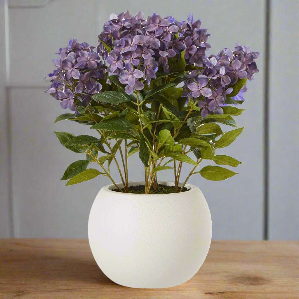 Medium Purple Hydrangea Plant In Pot PLASTIC Shades 4 Seasons