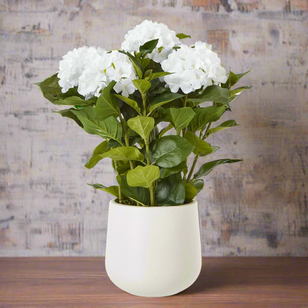 Medium White Hydrangea Plant In Pot WHITE PLASTIC Shades 4 Seasons