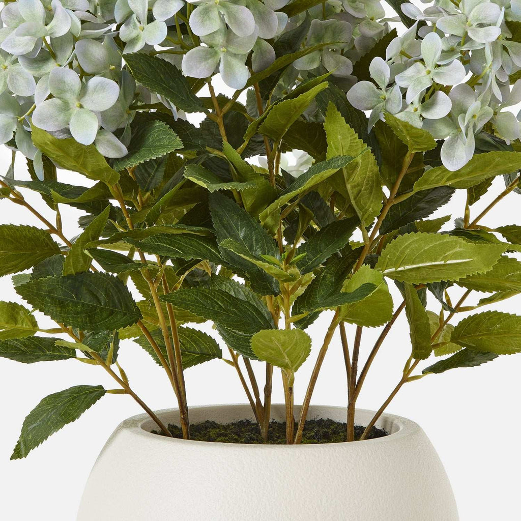 Medium Green Hydrangea Plant In Pot Shades 4 Seasons