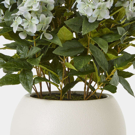 Shades 4 Seasons Hydrangea Plant for Stylish Decor Shades 4 Seasons