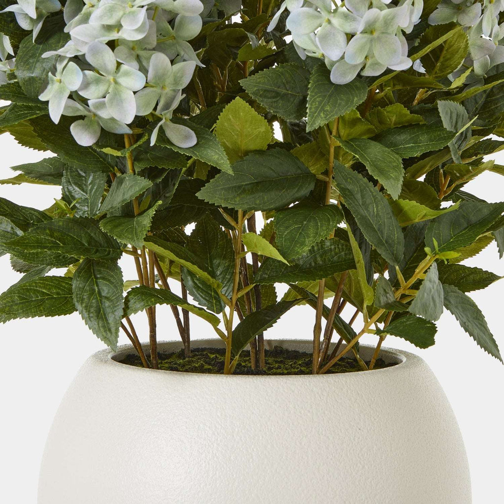 Shades 4 Seasons Hydrangea Plant for Stylish Decor Shades 4 Seasons