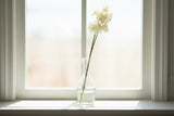 Shades 4 Seasons Hydrangea Stem - Elegant Home Accessory CREAM PLASTIC Shades 4 Seasons