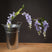 Shades 4 Seasons Lilac Wisteria Artificial Spring Stem Lilac PLASTIC Shades 4 Seasons