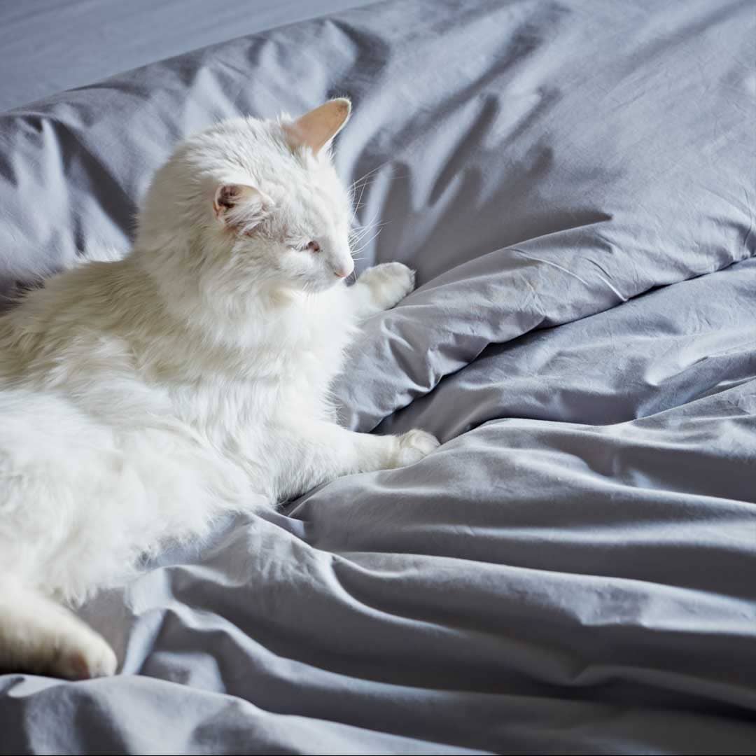 Cotton Collective White Sheet Set for Stylish Bedrooms Cotton Collective